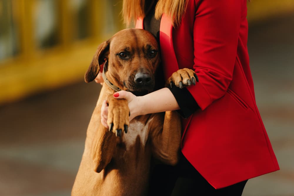 Owner with her Rhodesian Ridgeback dog