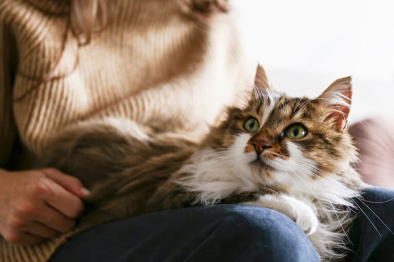 Matted Cat Hair How to Handle It Great Pet Care