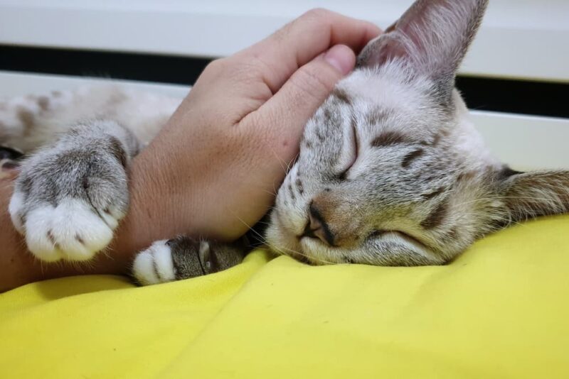 Why Is My Cat So Clingy? Great Pet Care