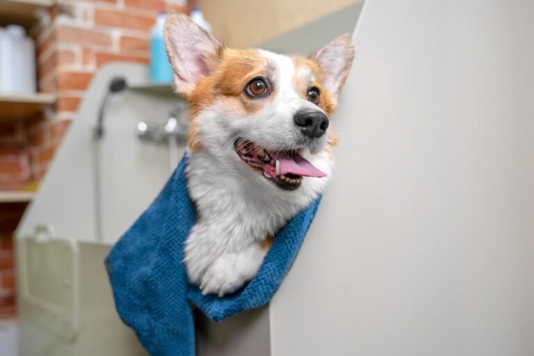 Dog in bathtub with towel