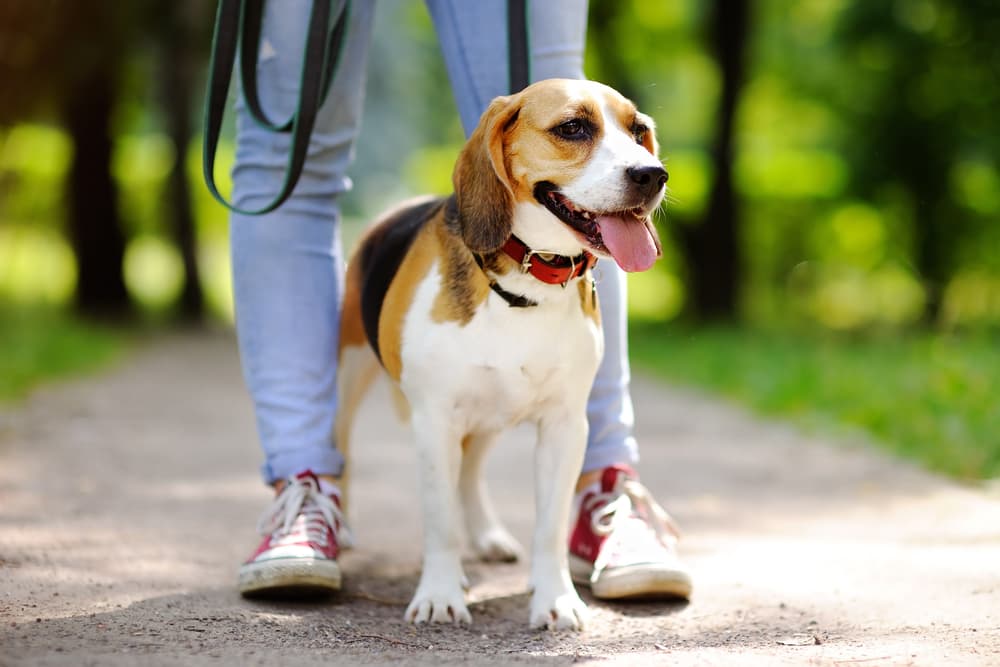 Walking dog in the park