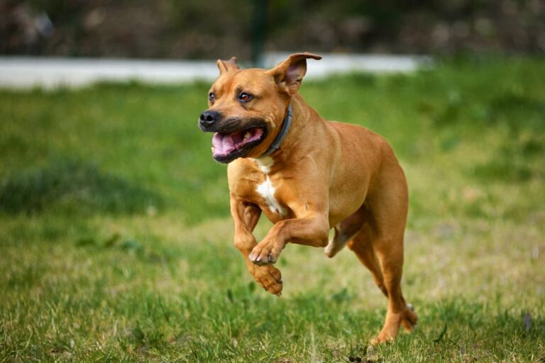 Dog running in a field