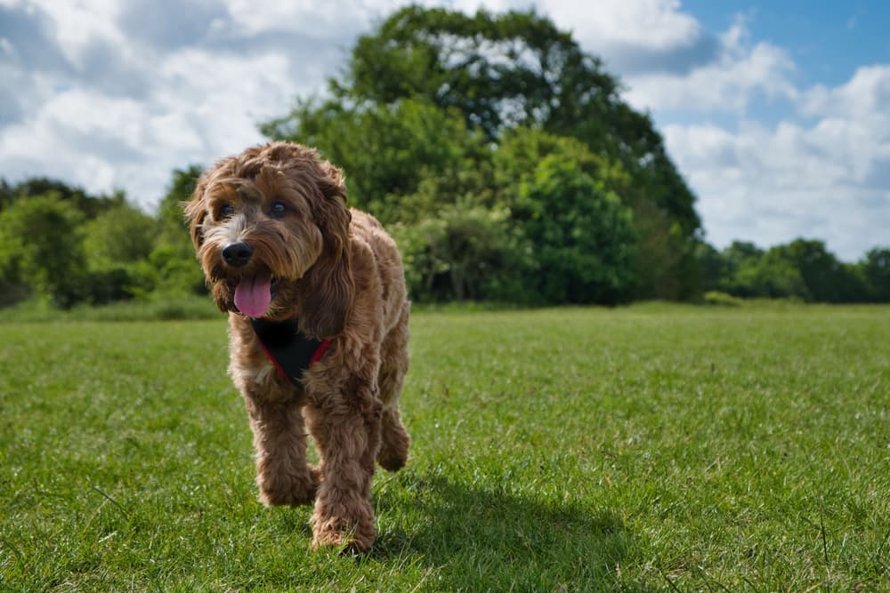 Very soft dog outside walking on a sunny day