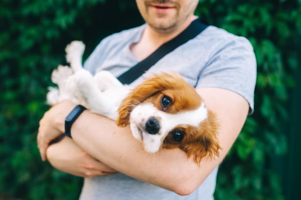 Dog being held by owner looking sad