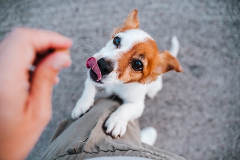 Vegan Dog Food 7 Protein Sources to Know Great Pet Care