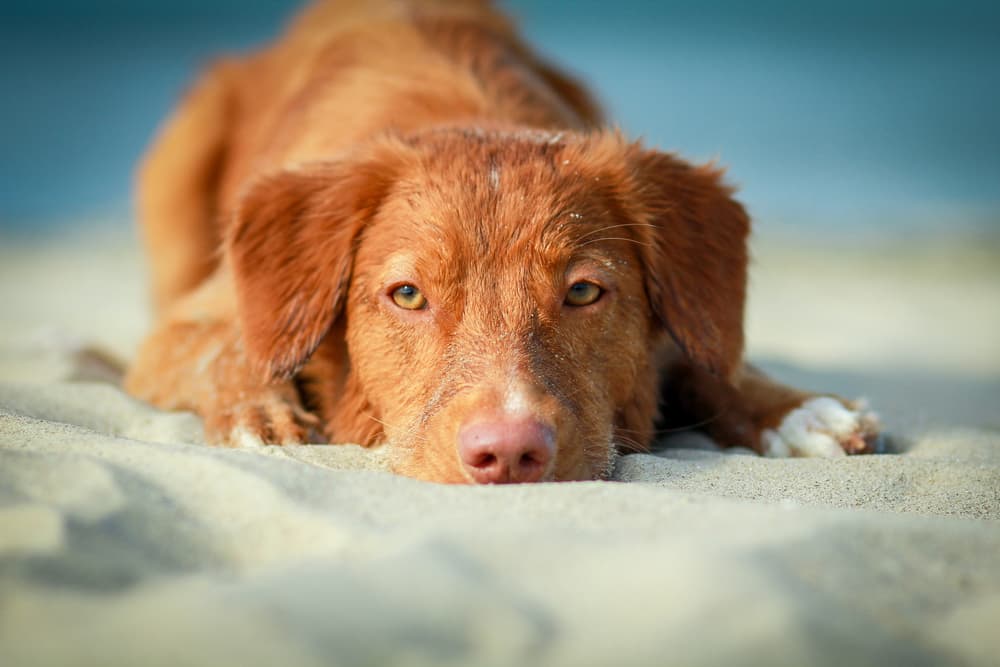 Dog laying on the beach