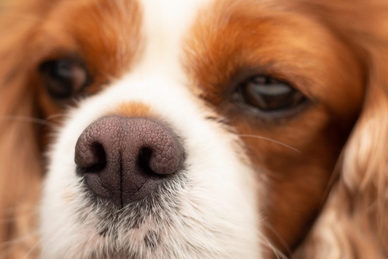 Dog Dry Nose Causes and How to Help Great Pet Care