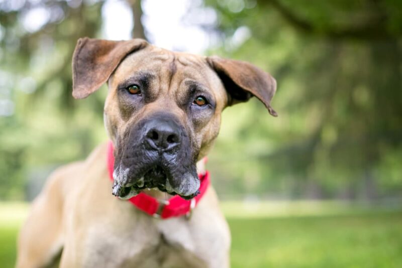 Vegan Dog Food 7 Protein Sources to Know Great Pet Care