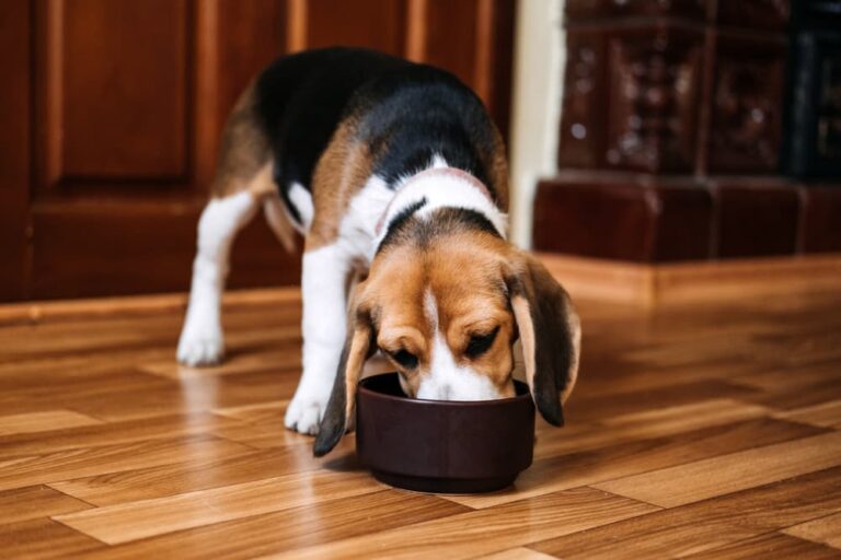 Vegan Dog Food 7 Protein Sources to Know Great Pet Care