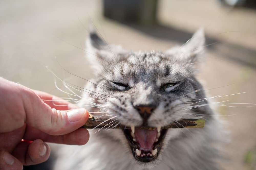 Cat chewing on a dental stick