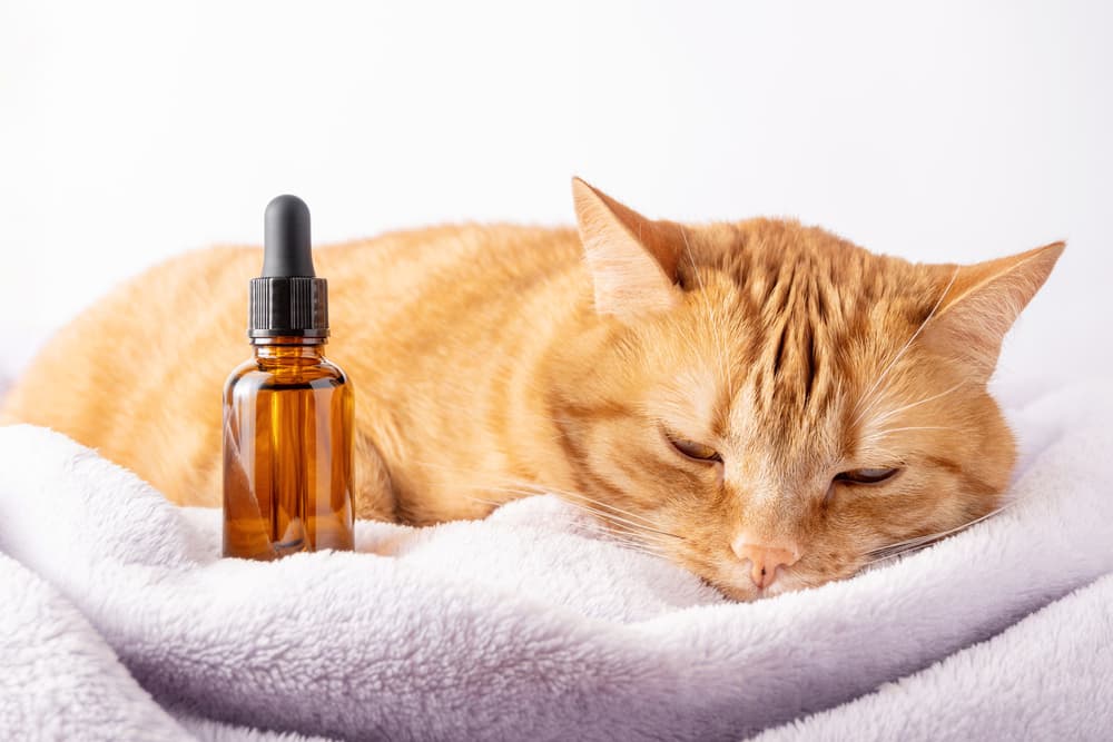 Cat laying down with CBD drops