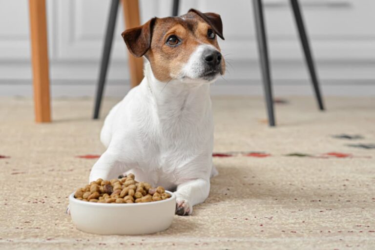 Dog looking up to owner with food bowl