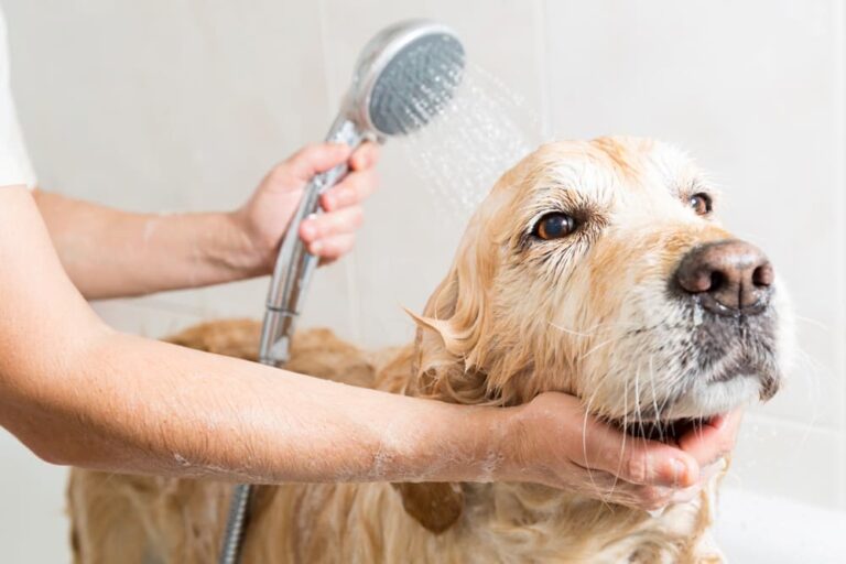 Oatmeal Dog Shampoo Benefits and Uses Great Pet Care