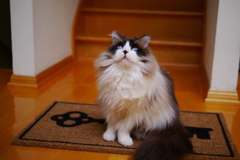 Matted Cat Hair How to Handle It Great Pet Care