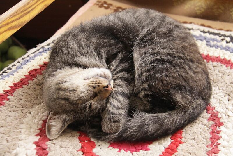 Why Is My Cat So Clingy? Great Pet Care