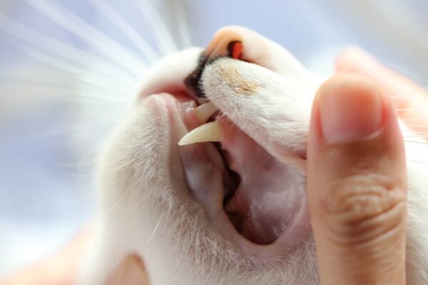 Cat Teeth: 5 Facts You Should Know | Great Pet Care