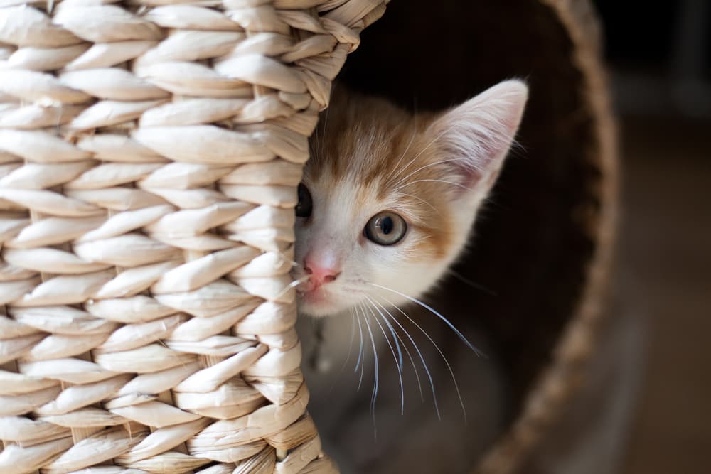 Cat hiding in wicker basket at home