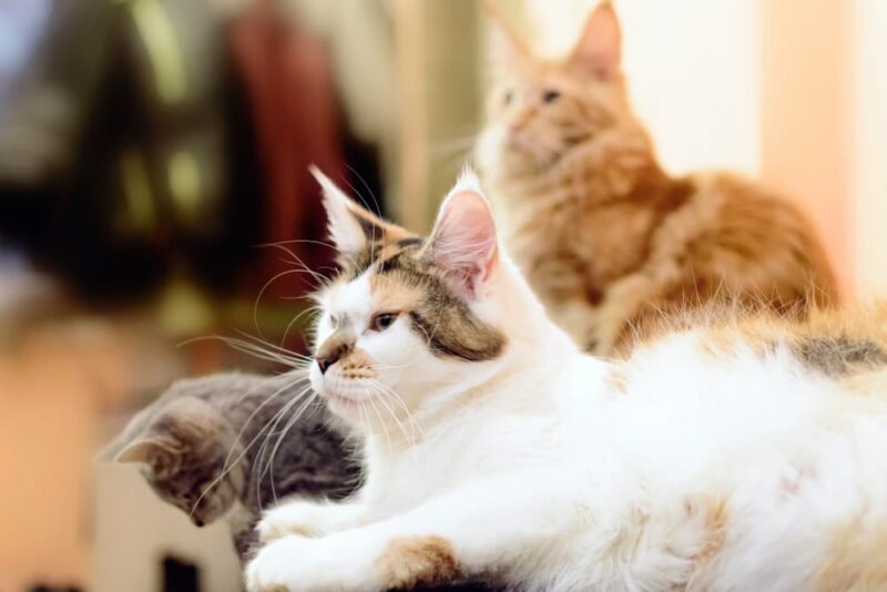 Why Is My Cat So Clingy? Great Pet Care