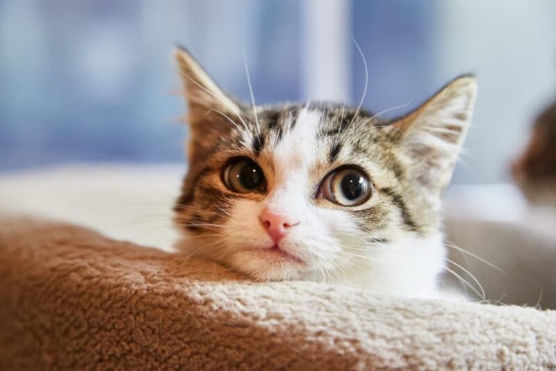 Why Is My Cat So Clingy? Great Pet Care