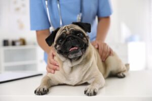 UTI in Dogs | Great Pet Care