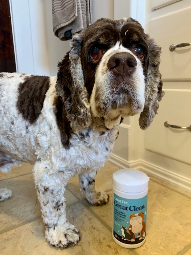 Cocker Spaniel with Great Clean wipes