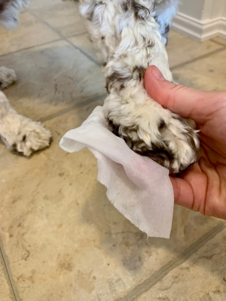 Wiping dog paw with wipes