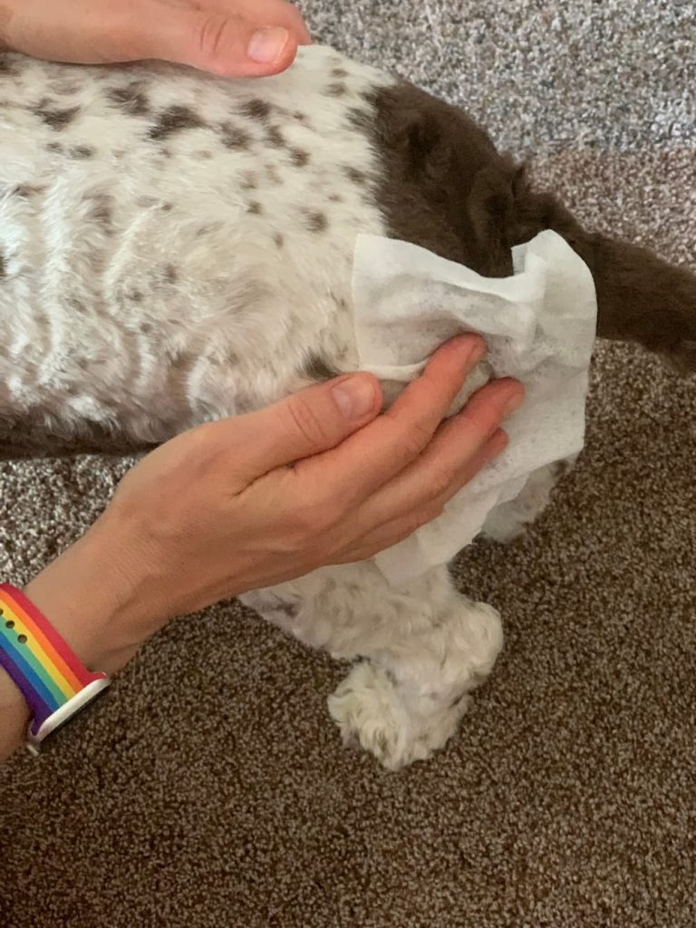 Wiping dog down with Great Clean wipe