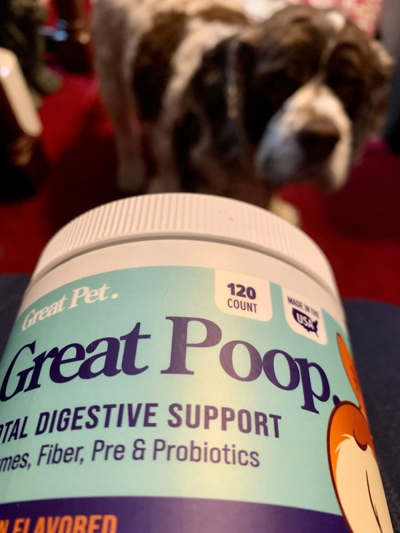 Probiotic Chews for Dogs A Closer Look at Great Poop Digestive Support