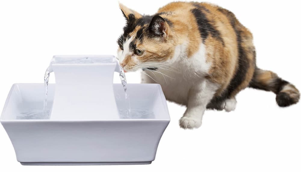 Water fountain for cats