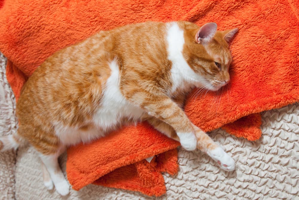 Sick cat laying on a blanket