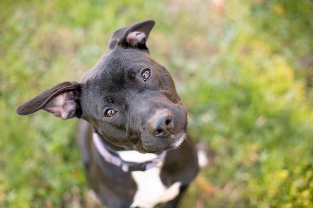 Dog head tilt garden