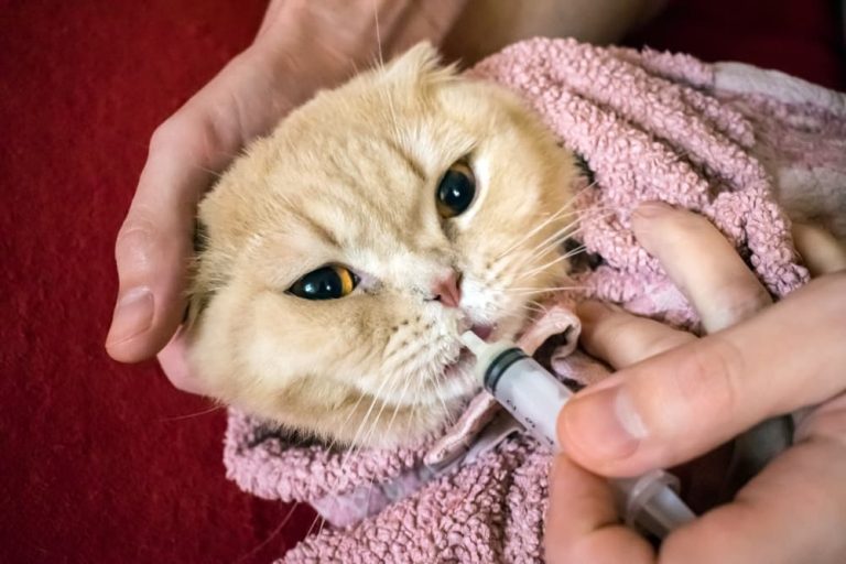 How To Give Cats Liquid Medicine Great Pet Care