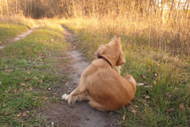 Neem Oil for Dogs Is It Safe? Great Pet Care