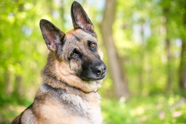 Dog head tilted yellow background