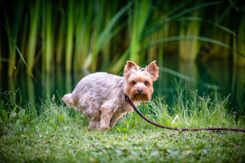 Dog Diarrhea Causes and How to Help Great Pet Care