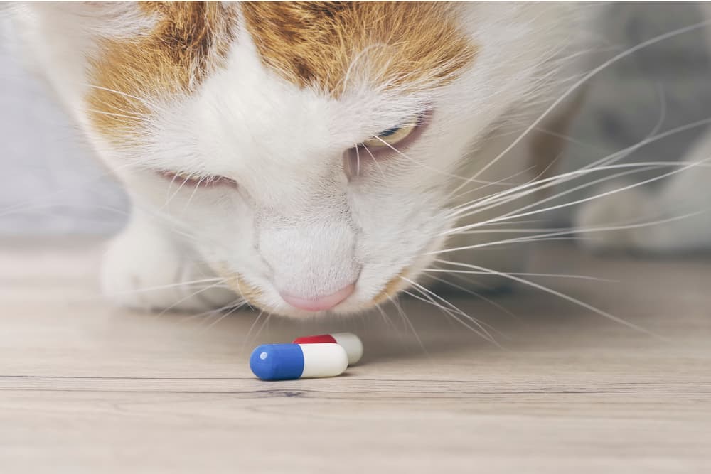 Close up of cat with blue pill capsule