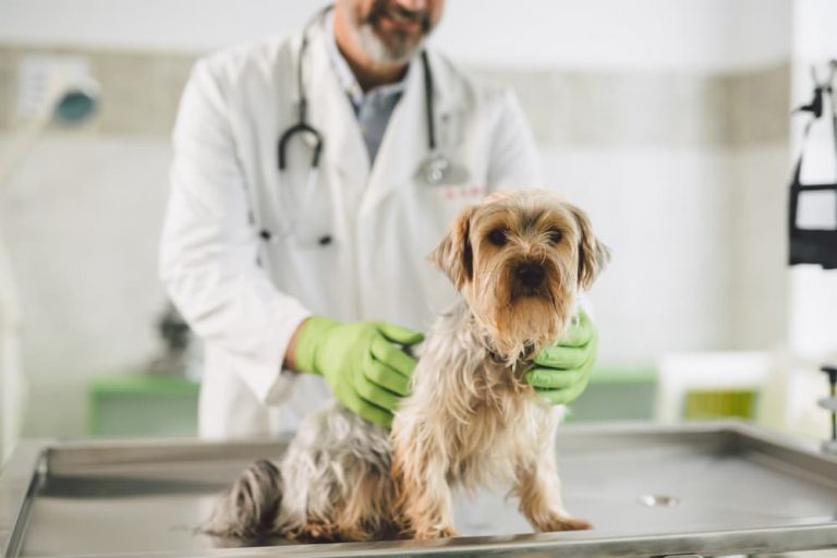 Luxating Patella in Dogs Great Pet Care