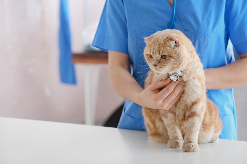 Veterinarian examining cute cat in clinic