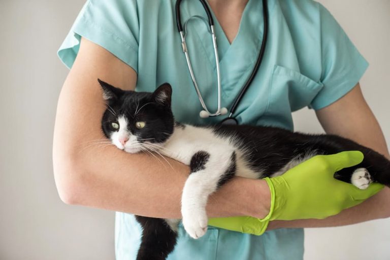How To Give Cats Liquid Medicine Great Pet Care