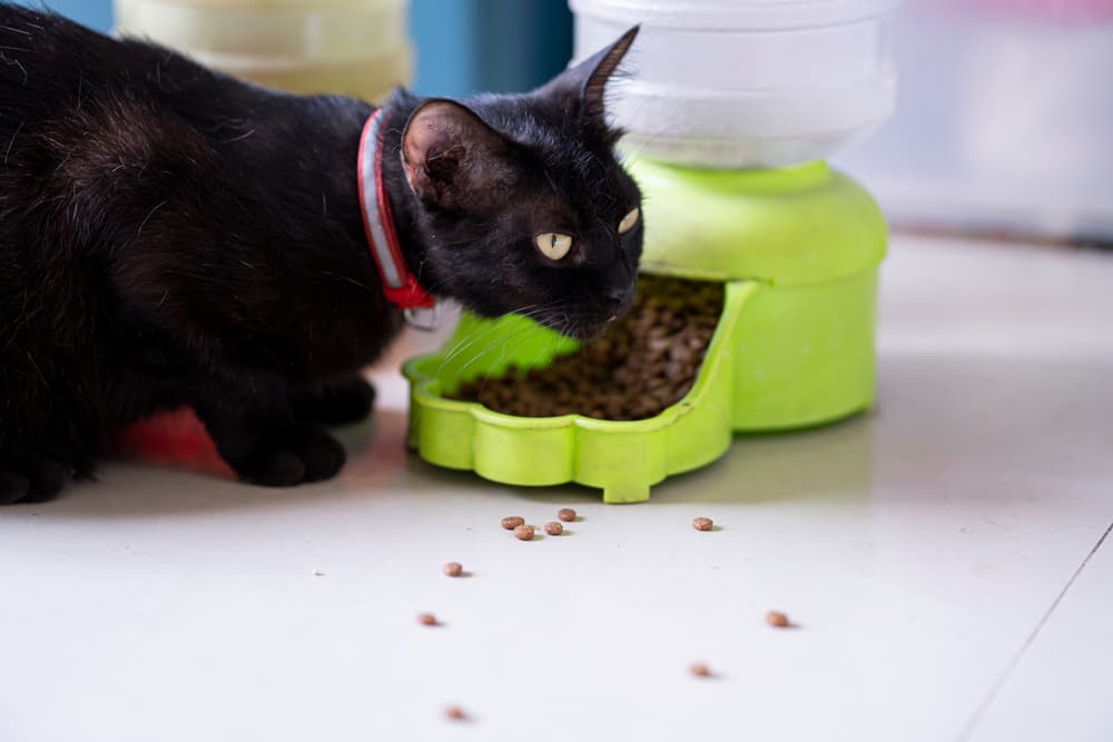 Automatic Pet Feeder: 7 Best Options for Stress-Free Mealtimes Automatic Pet Feeder: 7 Best Options for Stress-Free Mealtimes