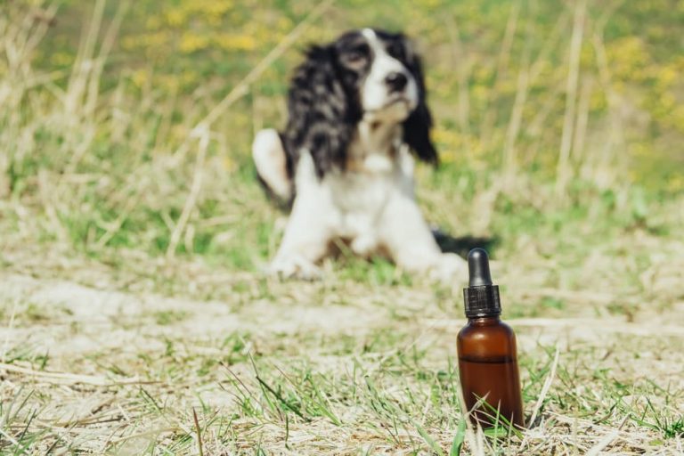 Oil bottle with dog in background