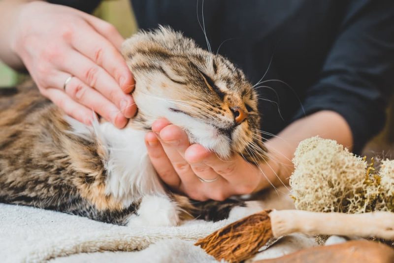 How To Give Cats Liquid Medicine Great Pet Care