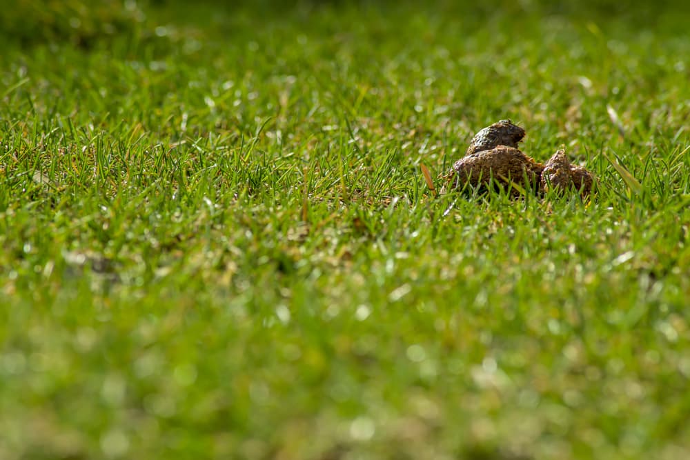 yellow mucus in dog poop