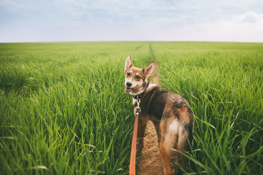 Dog walking in a field about to do a yellow dog poop