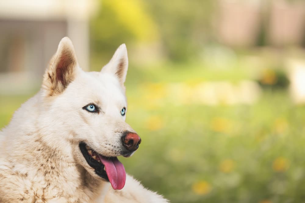 Dog sitting in a park with a yellow blurred background