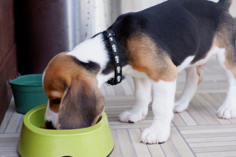 The Best Puppy Food for an Active and Healthy Lifestyle