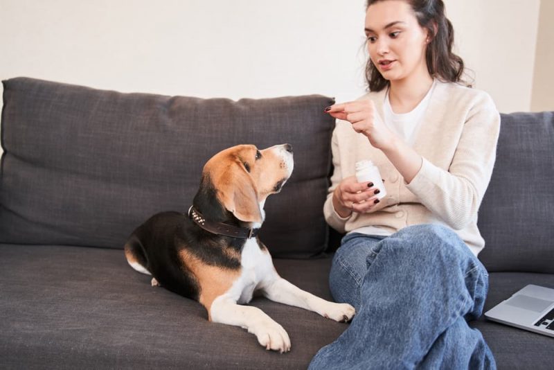 Dog Vitamins Are They Necessary? Great Pet Care