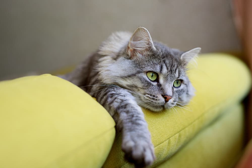 Cat looking sad on top of a couch