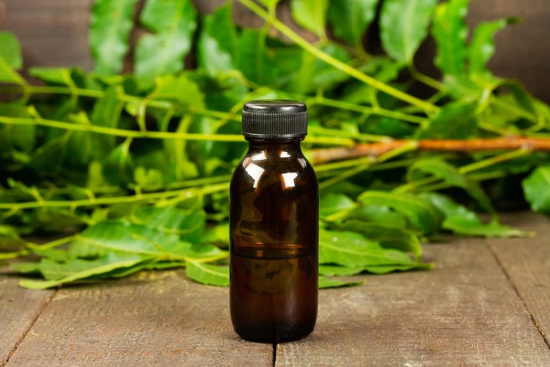 Neem Oil for Dogs Is It Safe? Great Pet Care