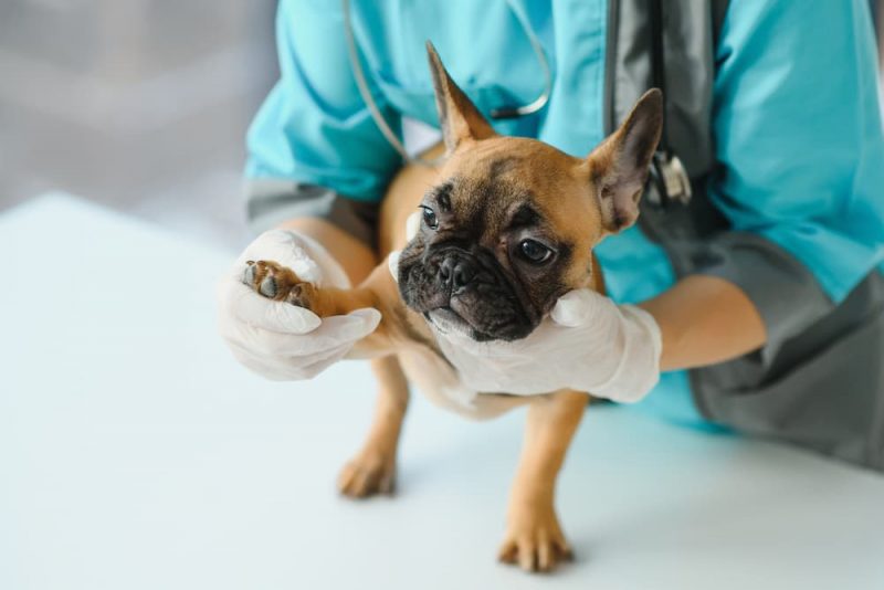 Luxating Patella in Dogs Great Pet Care